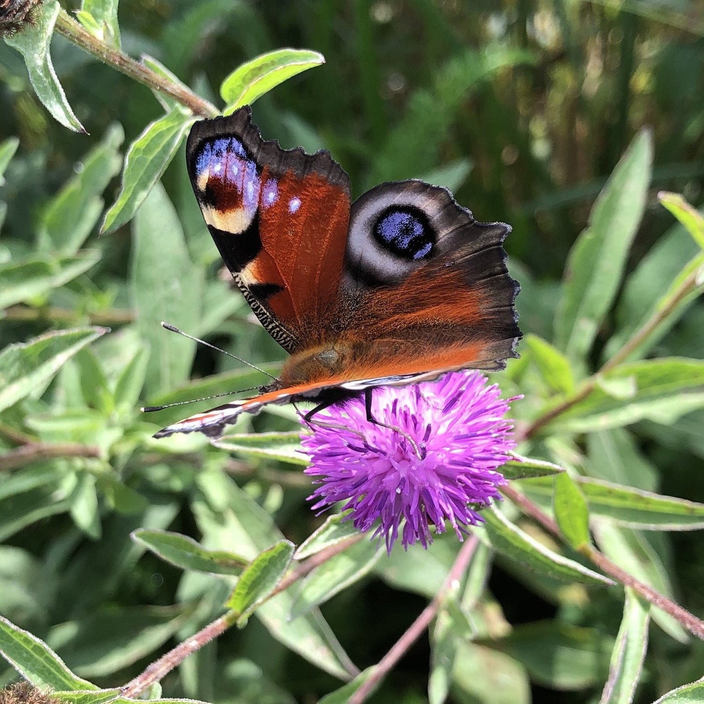 Lesser knapweed: Special meadow mix