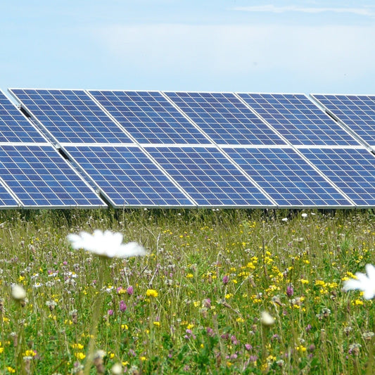 Mid Dorset organic meadow mix at solar site