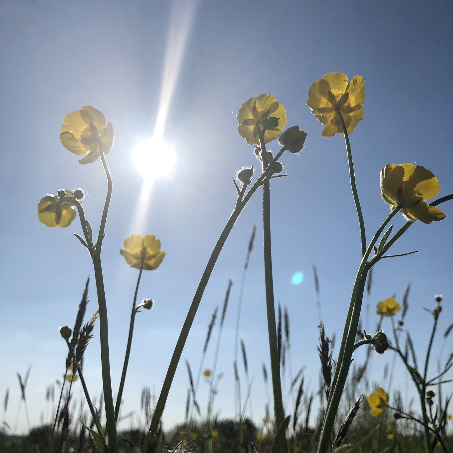 Meadow buttercup: Special meadow mix