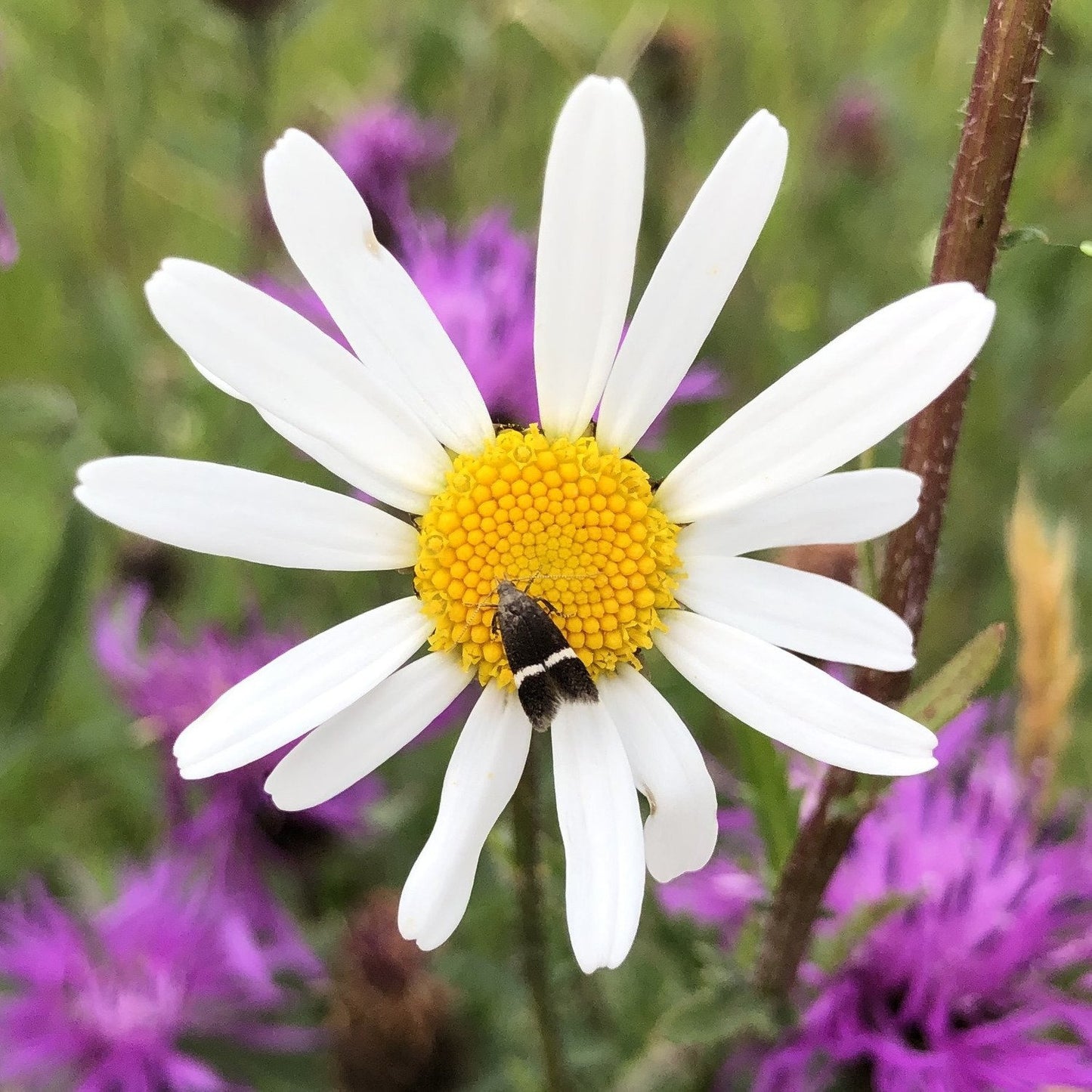 Oxeye daisy: Special meadow mix