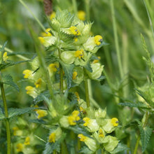 Load image into Gallery viewer, Yellow Rattle Rhinanthus minor