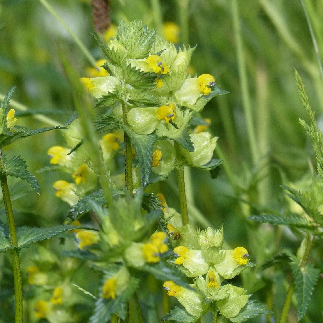 Yellow Rattle (Rhinanthus minor) | British Wildflower Seeds | British ...