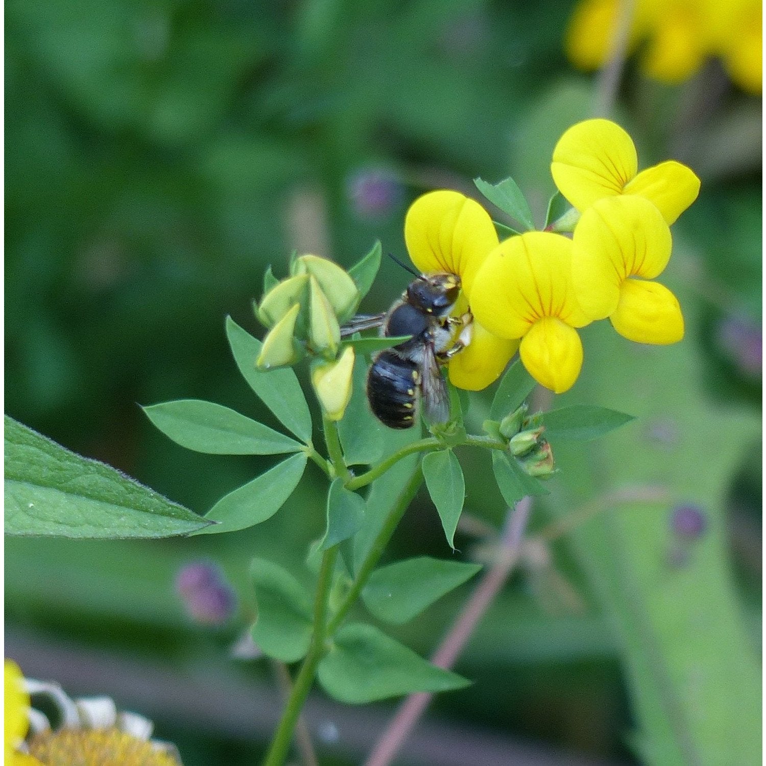 Bee wildflower seed mix: Wool carder bee