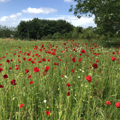 Cornfield annual mix as nurse