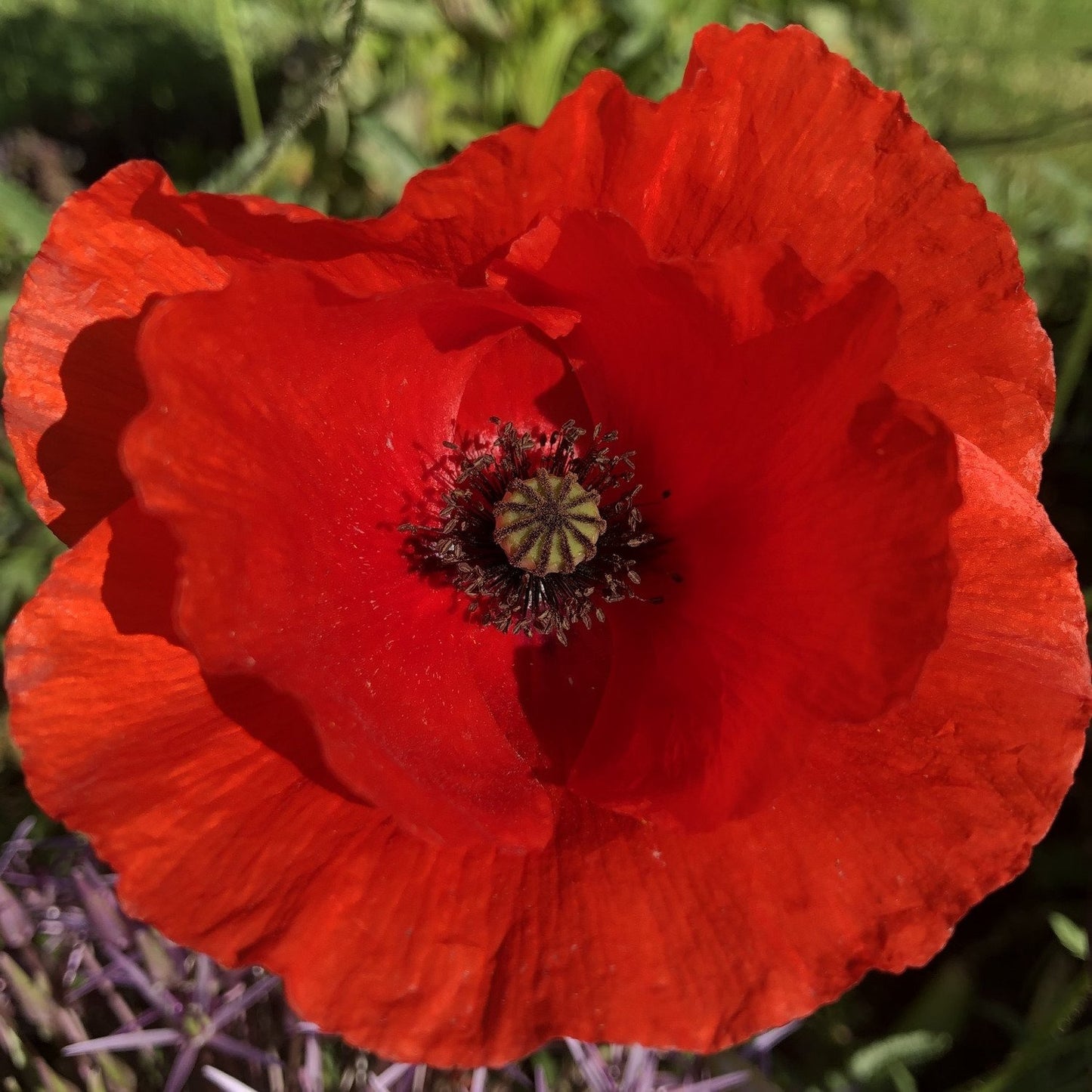 Bee Wildflower Seed Mix