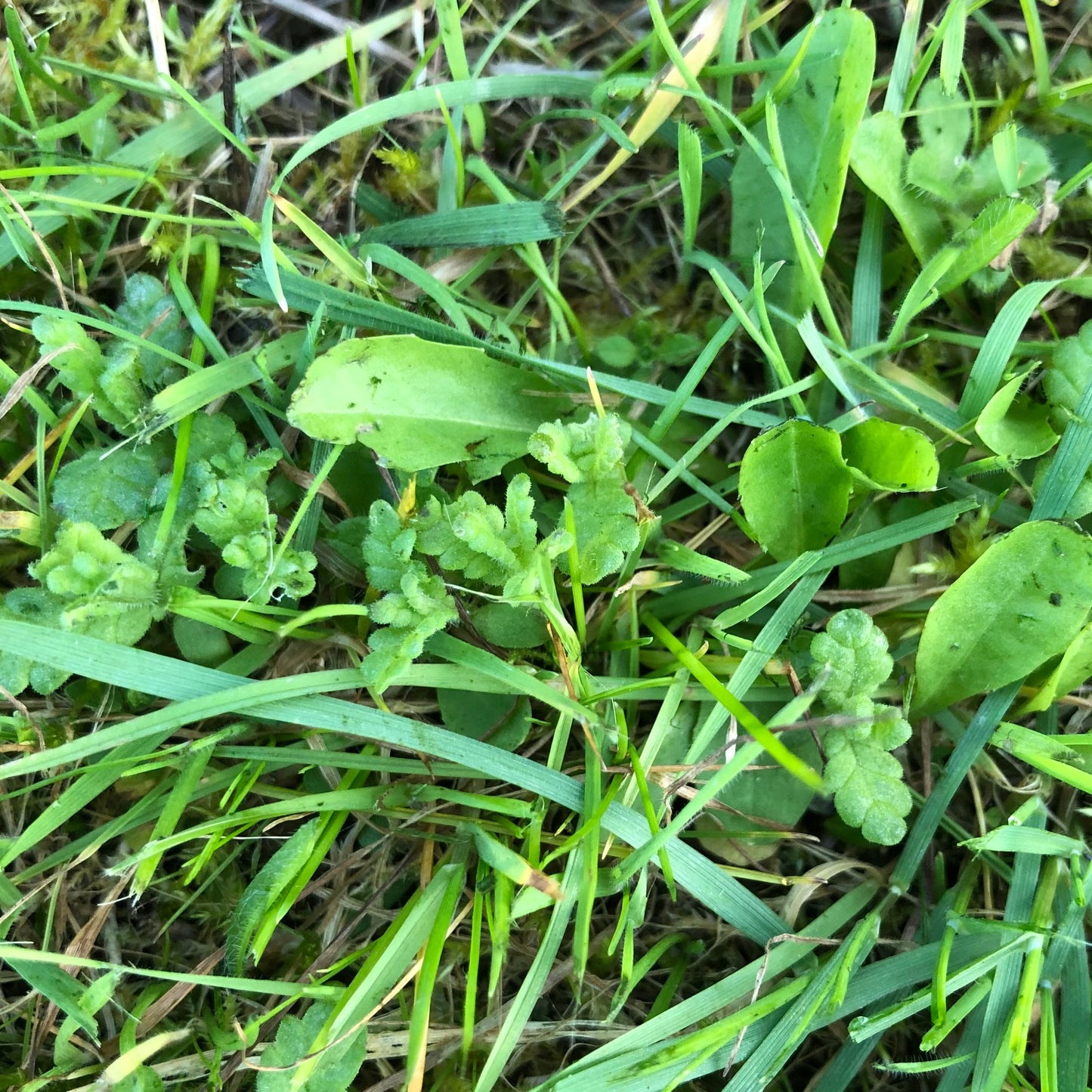 Yellow Rattle (Rhinanthus minor) Seed