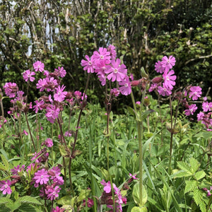 Red campion Silene dioica