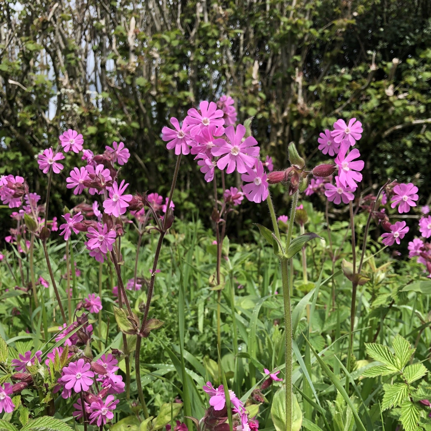 Red campion Silene dioica