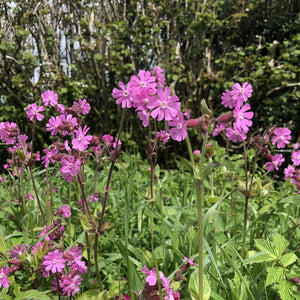 Red campion Silene dioica