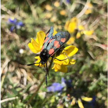 Load image into Gallery viewer, Butterfly and bee seed mix: Birdsfoot trefoil and Six spot burnet