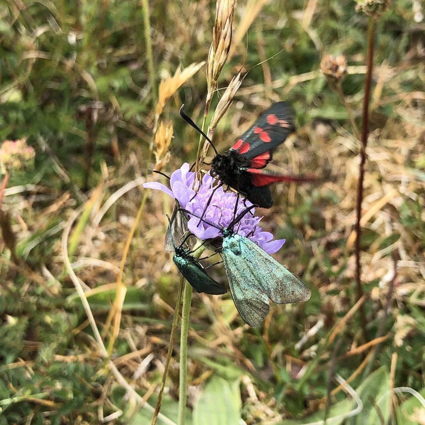 Butterfly and Moth Seed Mix