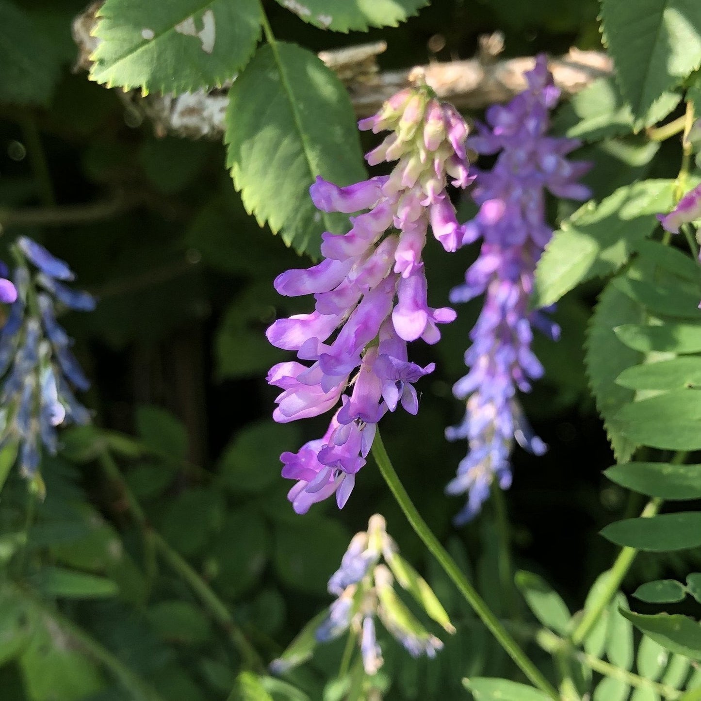Tufted vetch