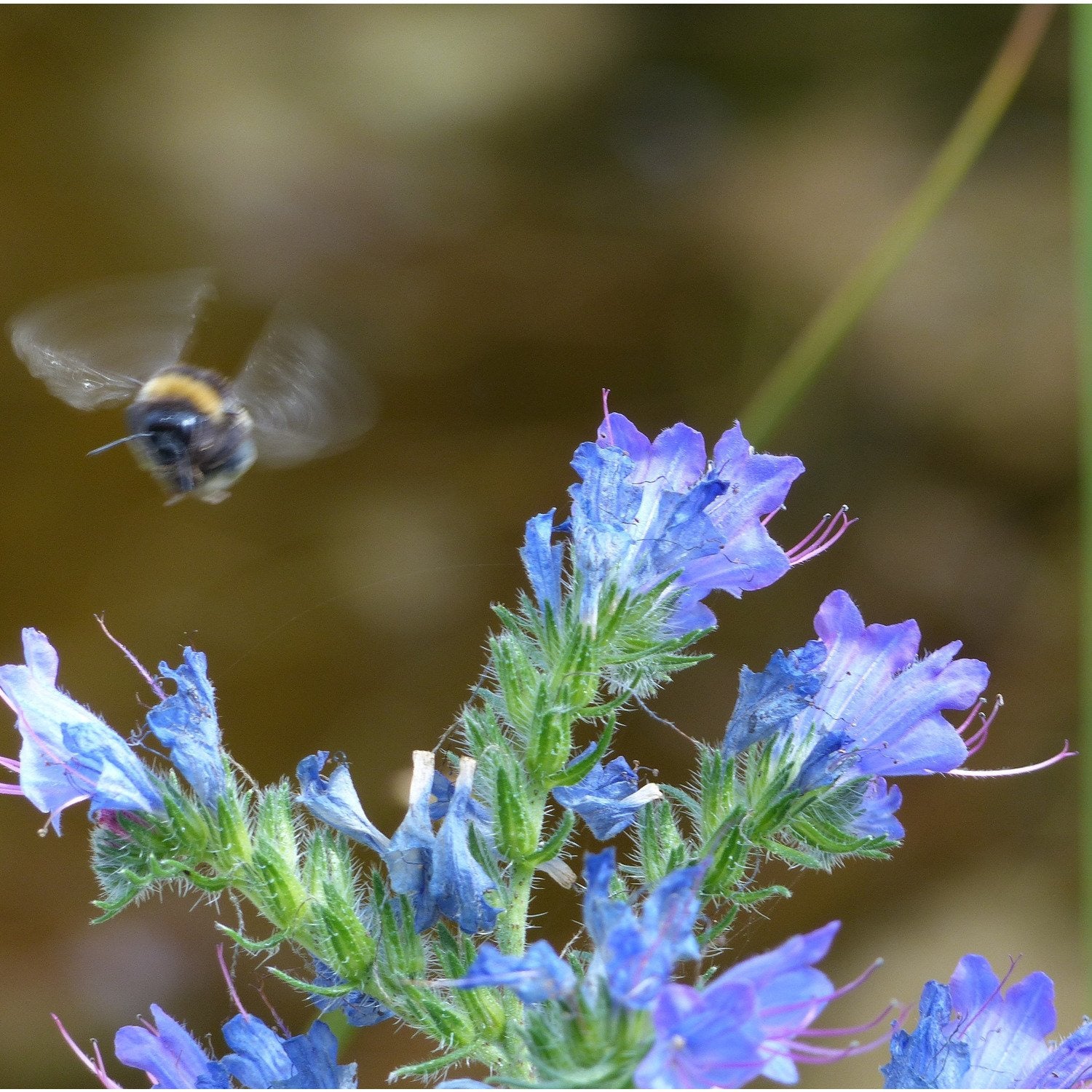Bee seed mix: Viper's bugloss