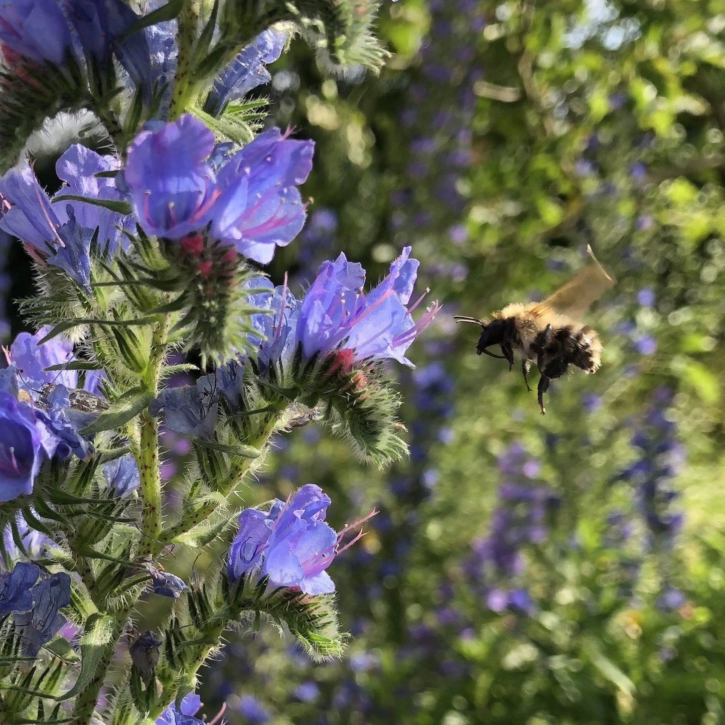 Hedgerow and Light Shade Seed Mix