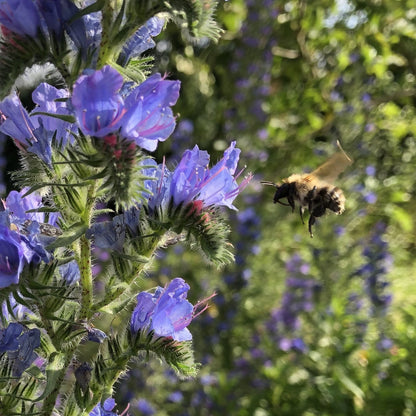 Hedgerow and Light Shade Seed Mix