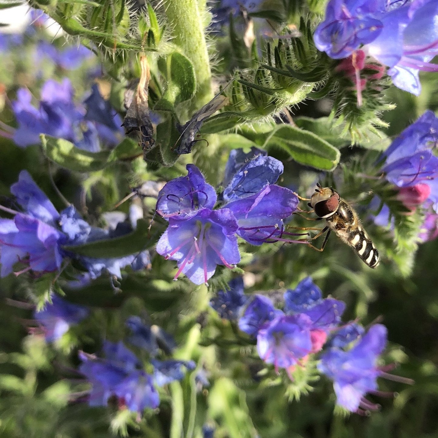 Butterfly and Moth Seed Mix
