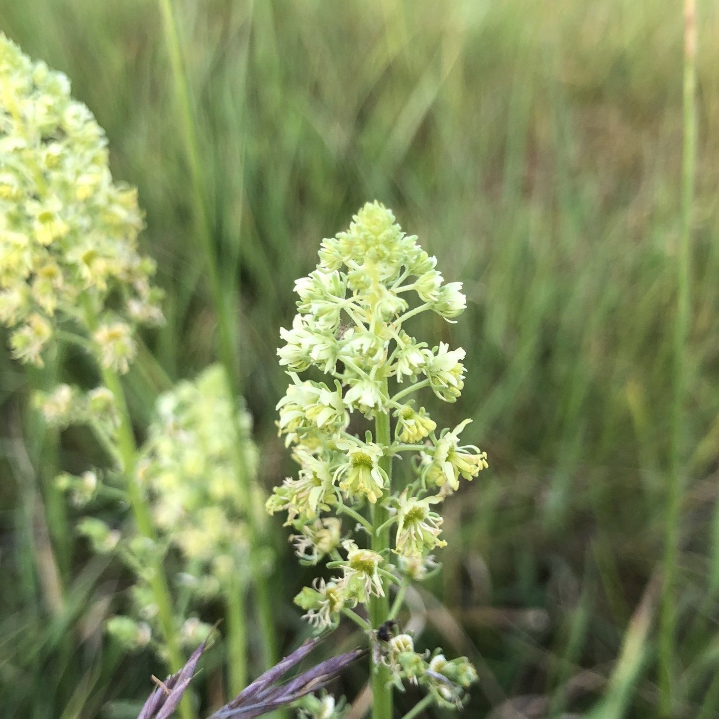 Wild mignonette