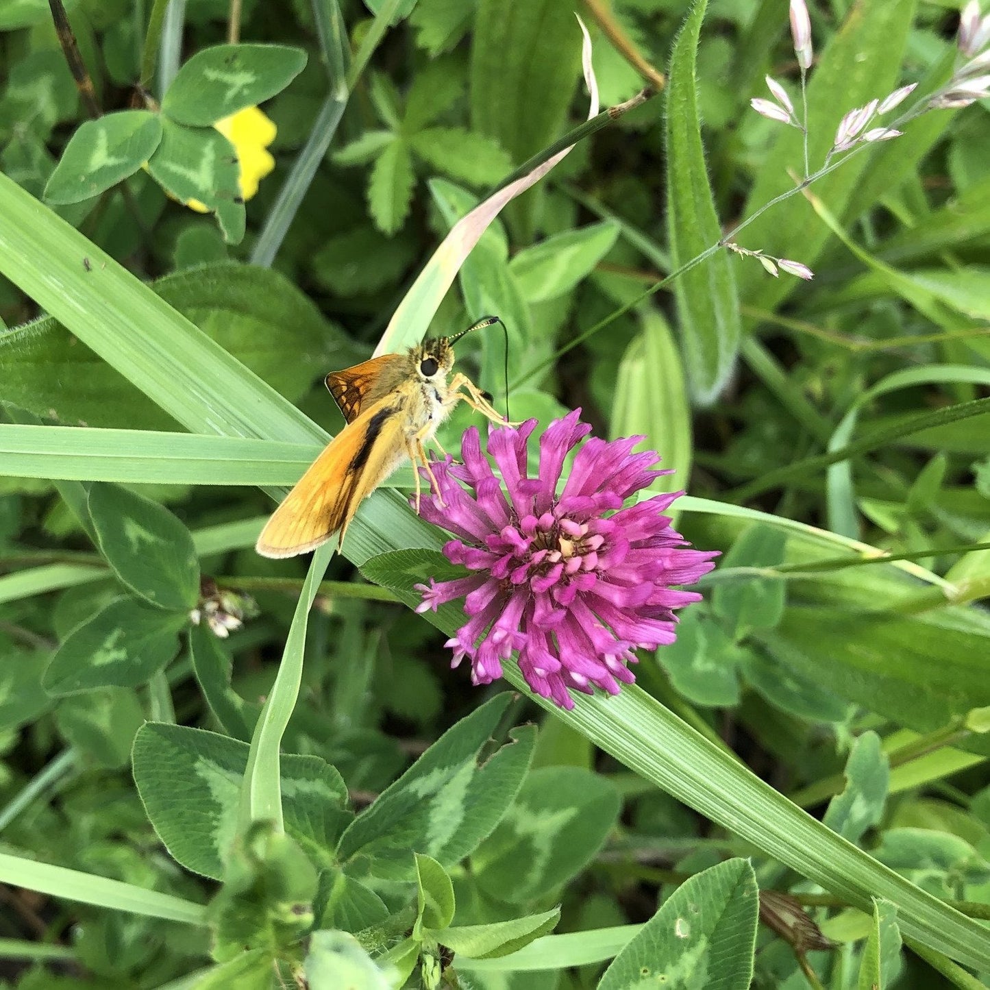 Wild red clover