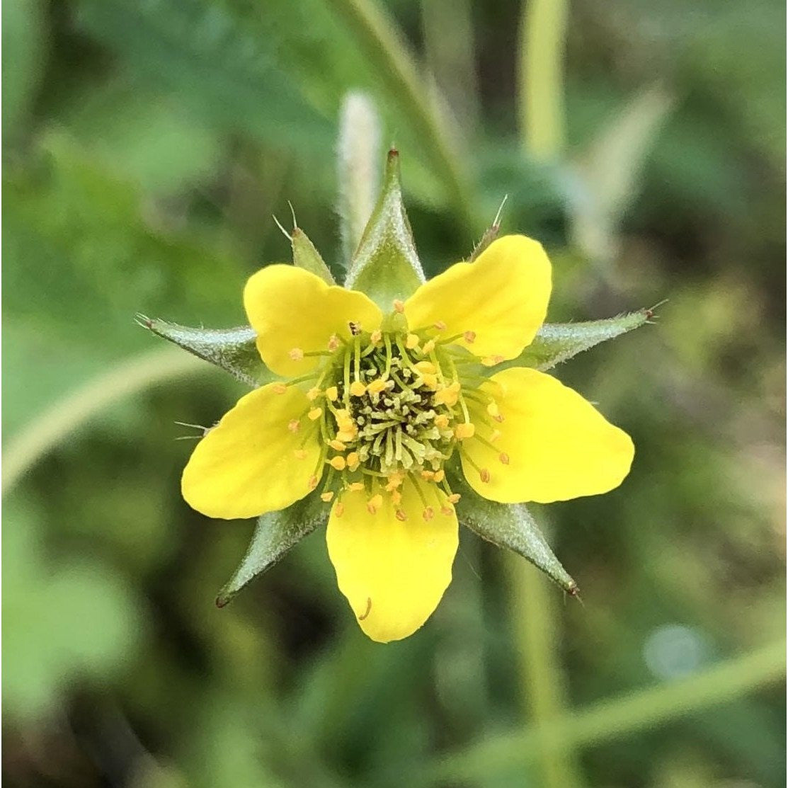 Wood avens Geum urbanum
