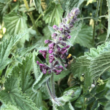 Load image into Gallery viewer, Hedge woundwort