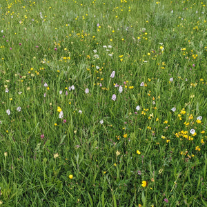 West Dorset meadow