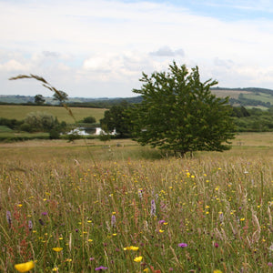 West Dorset meadow
