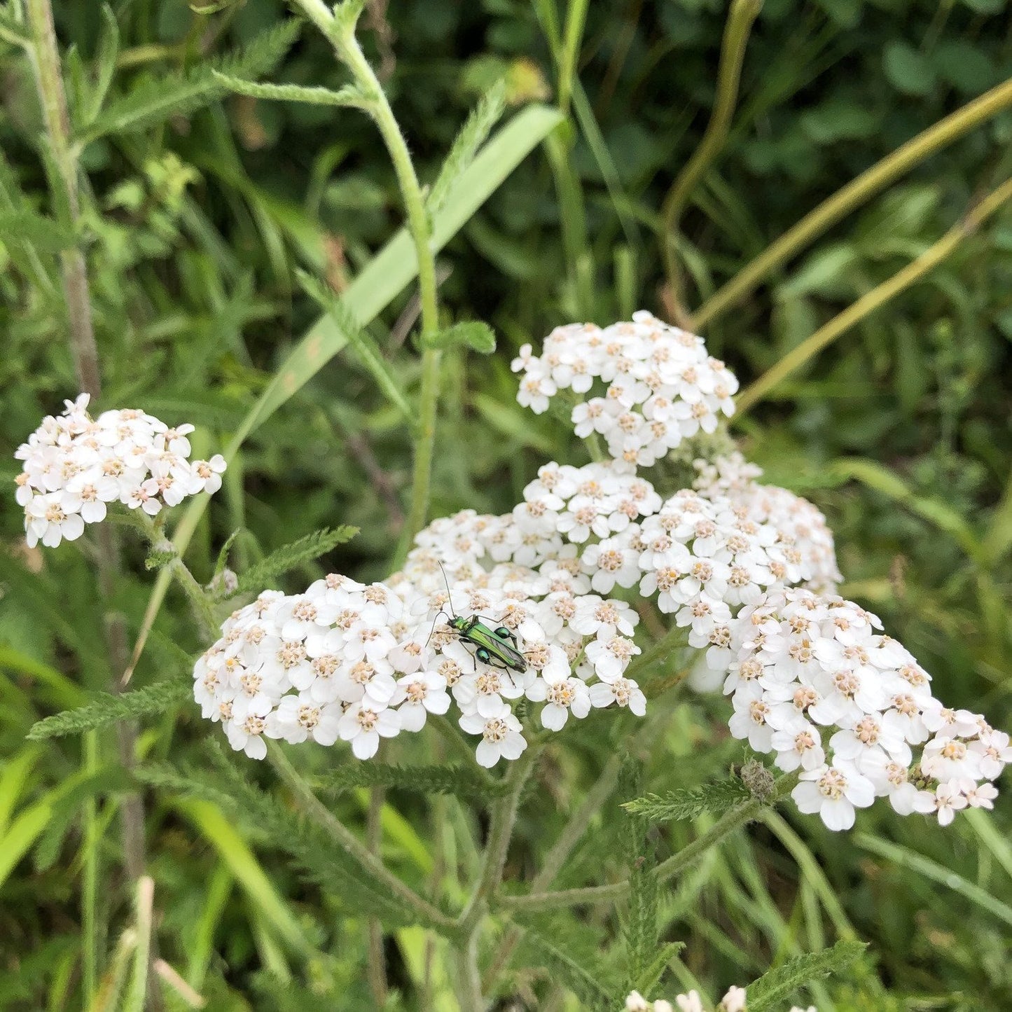 Yarrow: Special meadow mix