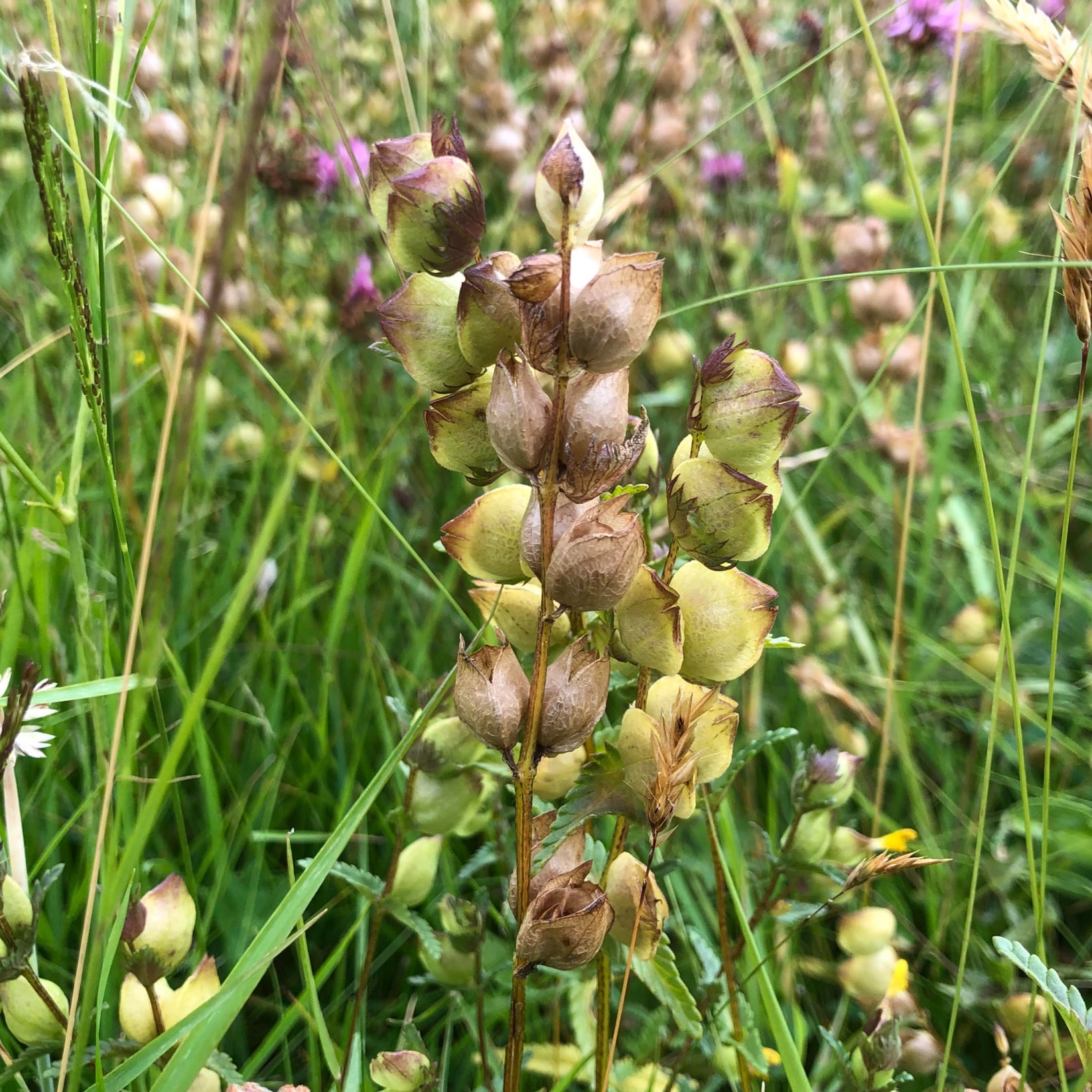 Yellow Rattle (Rhinanthus minor) | British Wildflower Seeds