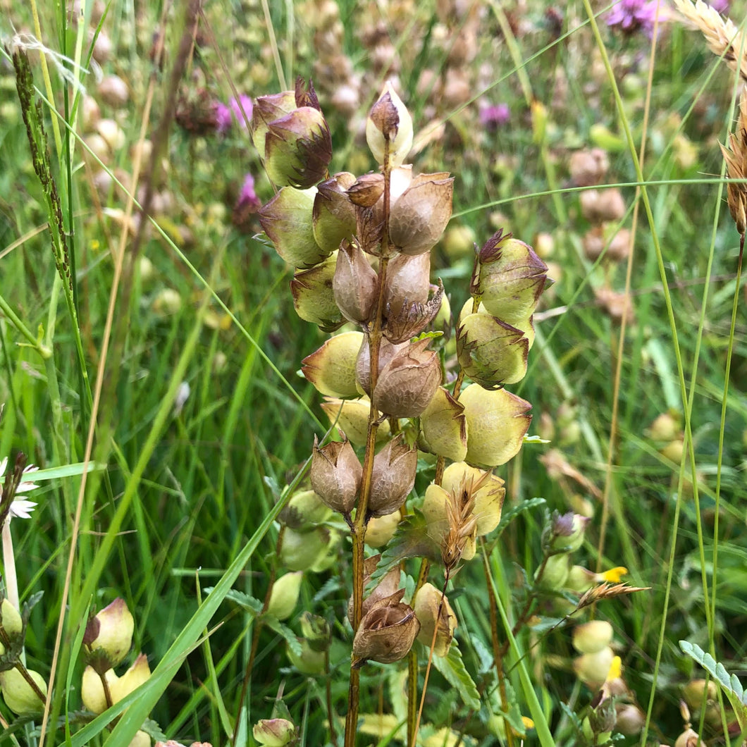 Yellow Rattle in late June