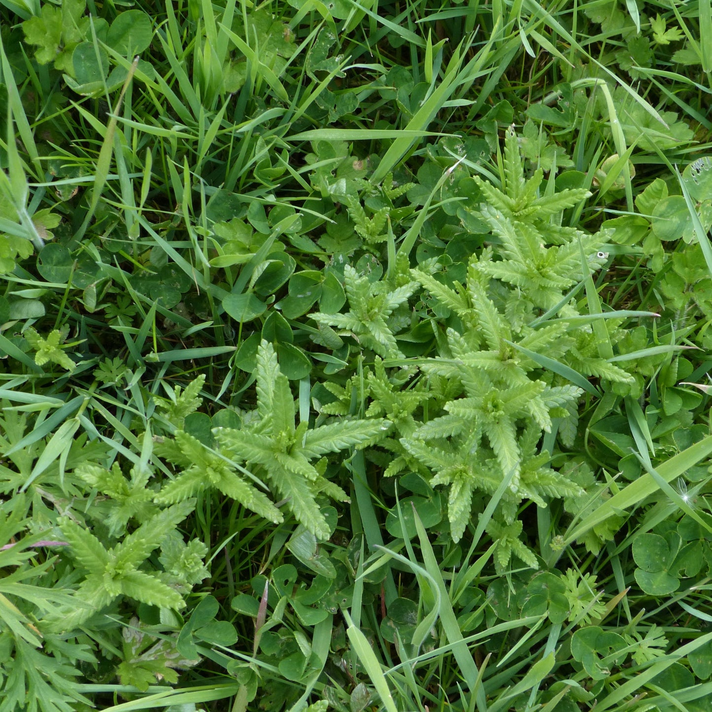 Yellow Rattle (Rhinanthus minor) Seed