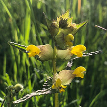 Load image into Gallery viewer, Yellow Rattle (Rhinanthus minor) Seed