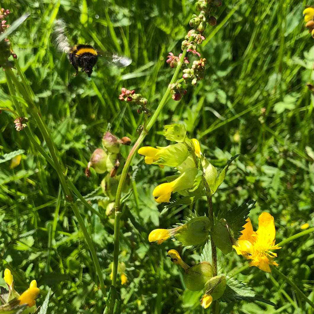 Yellow Rattle in flower