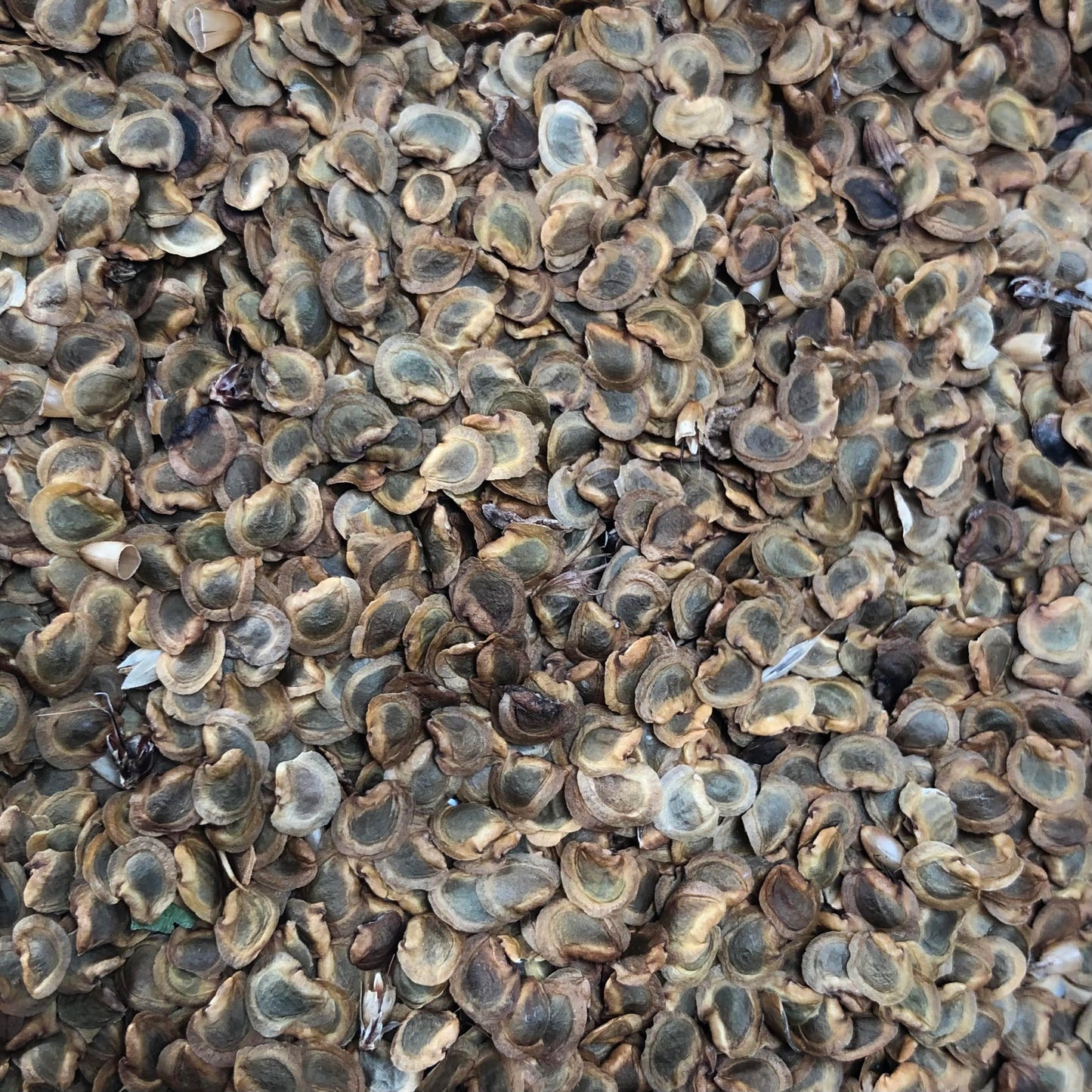 Yellow Rattle (Rhinanthus minor) Seed