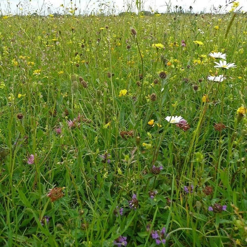 Cotswold Flood Plain Meadow Seed Mix (On Hold)