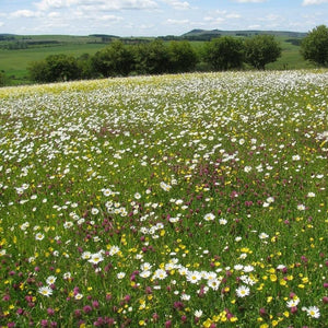 Northumberland Meadow Seed Mix