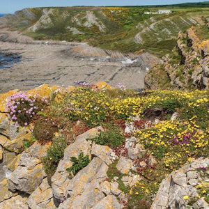 Coastal Meadow Seed Mix