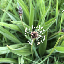 Load image into Gallery viewer, Ribwort plantain: Special meadow mix