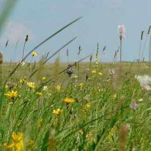 Salisbury Plain Meadow Seed Mix