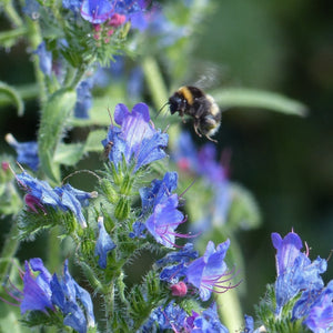 Sandy soil wildflower seed