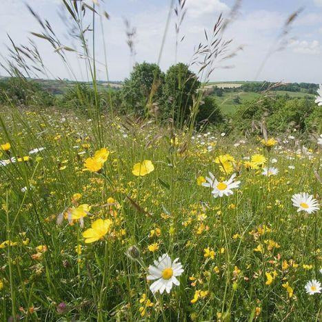 Somerset (North) Meadow Seed Mix