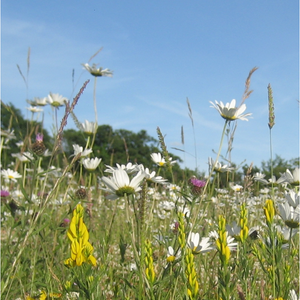 Weald Meadow Seed Mix