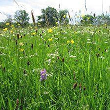 Welsh Borders Meadow Seed Mix (On Hold)