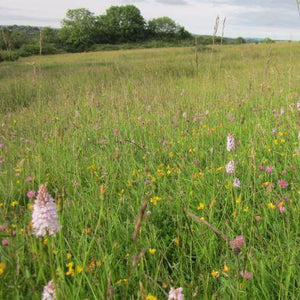 Welsh Meadow Seed Mix