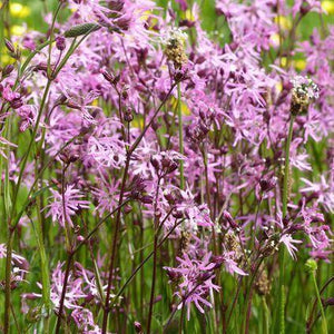 Wet Meadow Seed Mix